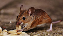 24 Hour & Emergency Exterminators in Happy Valley, NM